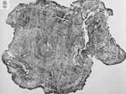 Oversized Big Leaf Maple Tree Ring Print | Handmade Massachusetts Woodcut Art | 36" x 48"