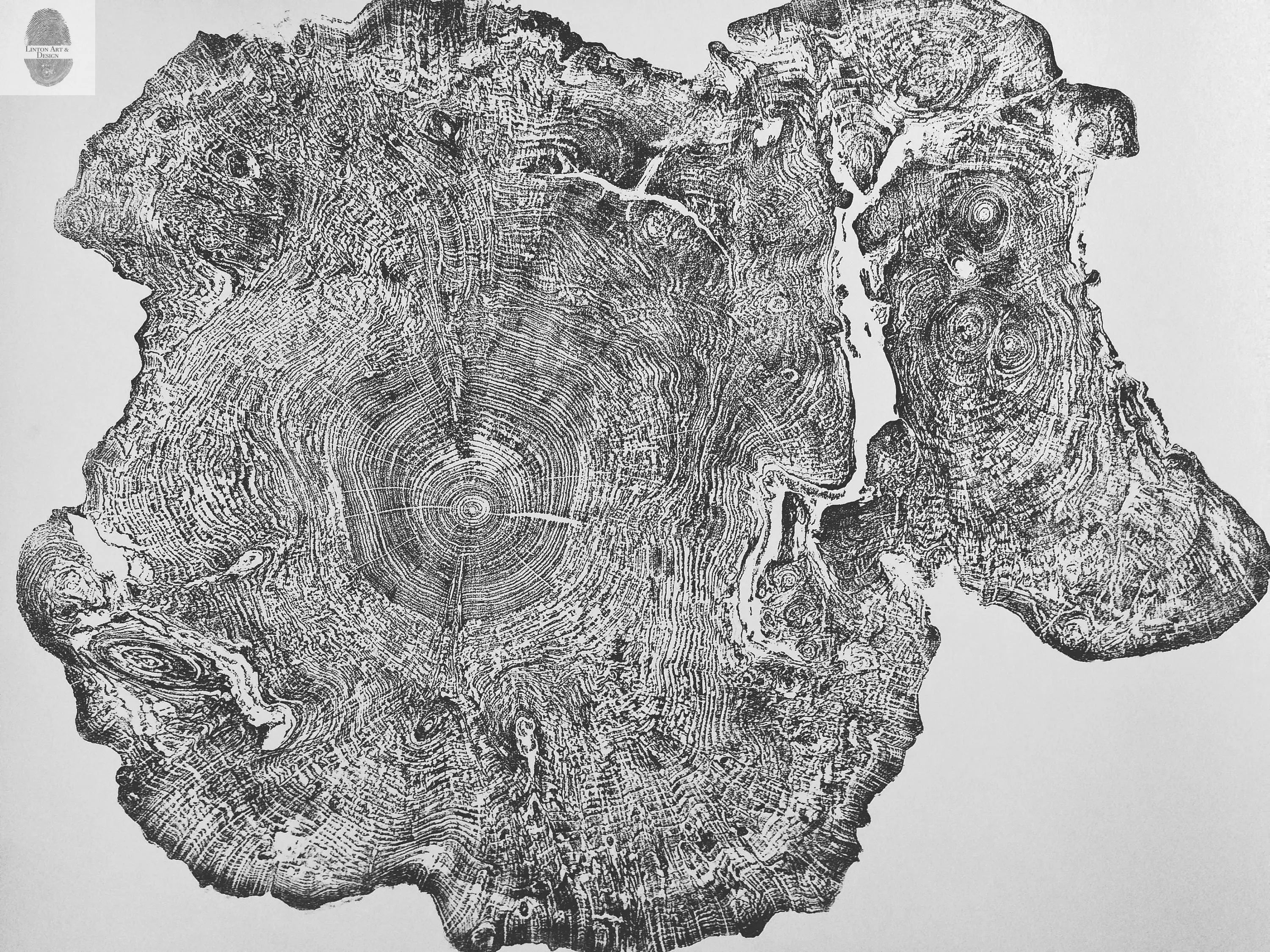 Oversized Big Leaf Maple Tree Ring Print | Handmade Massachusetts Woodcut Art | 36" x 48"
