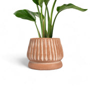 Mateo Terracotta Planter by MESO.