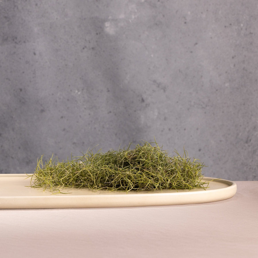 Mesa Oval Platter.