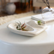 Tide Pool Platter.